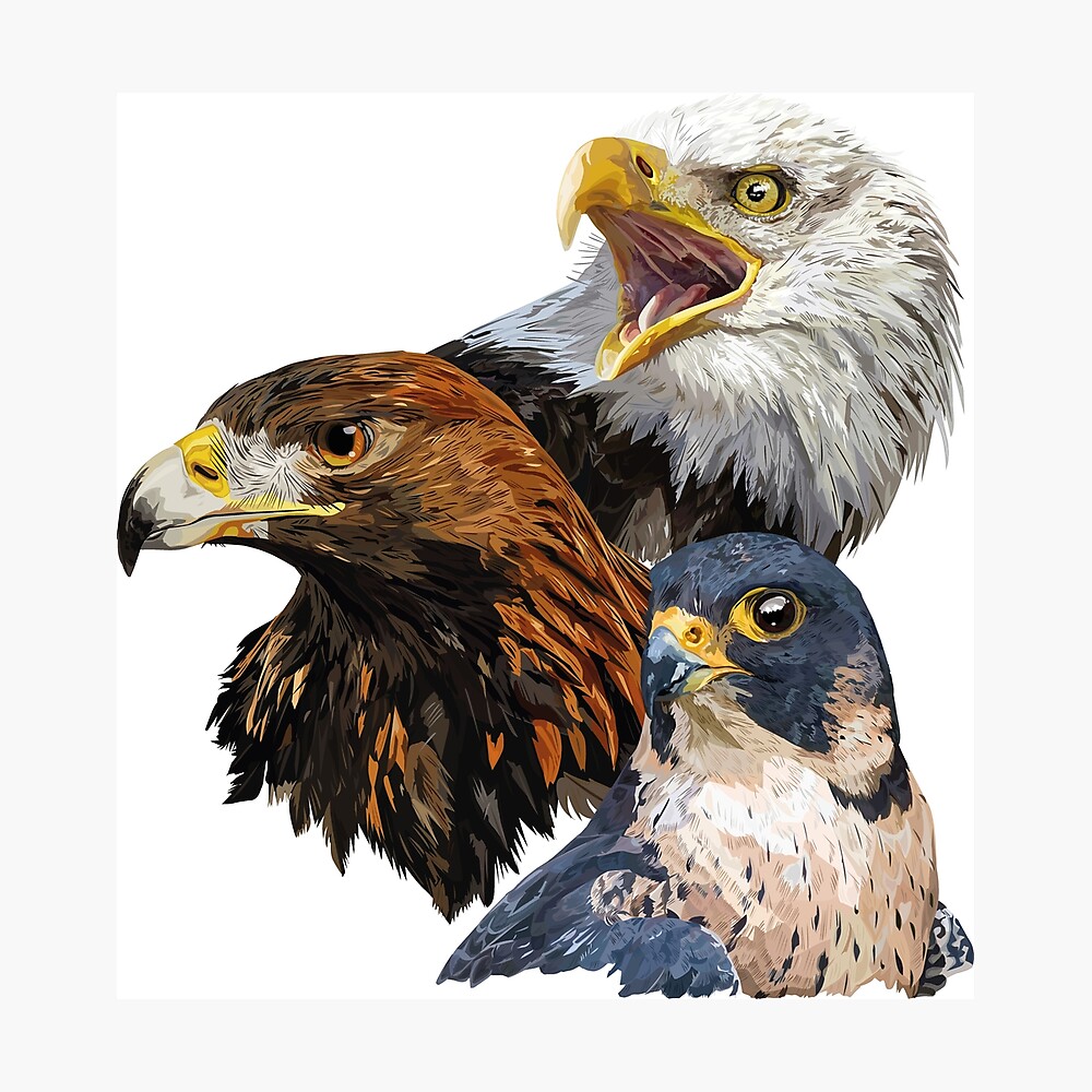 Poster Pigargo Americain Aigle Royal Et Faucon Pelerin Par Obscurite Redbubble