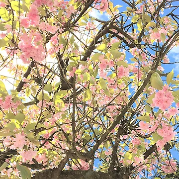 Artwork thumbnail, Spring by LittlestMermaid