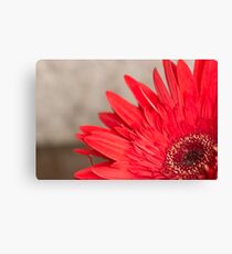 African Daisy 2 Canvas Print
