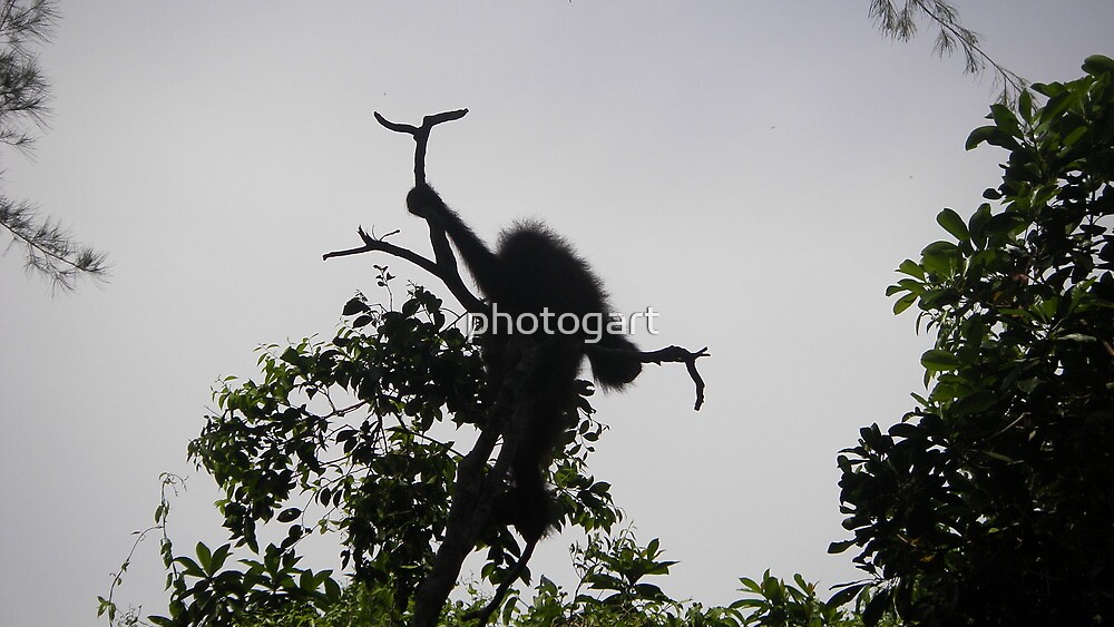  Orangutan Silhouette  by photogart Redbubble