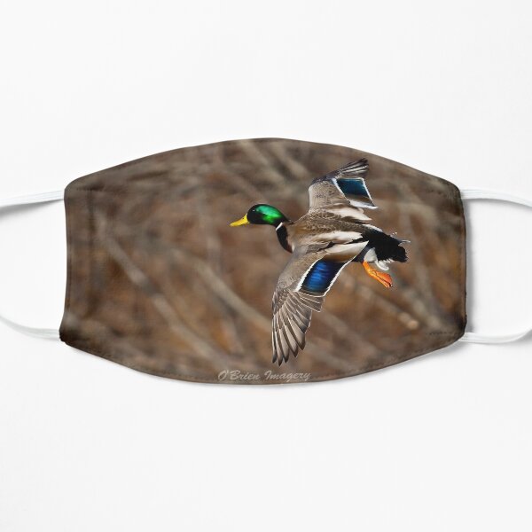 Mallard in flight Mask