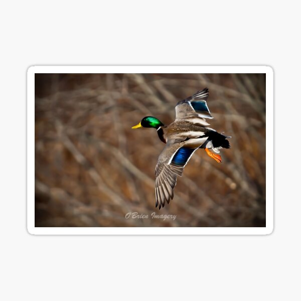 Mallard in flight Sticker
