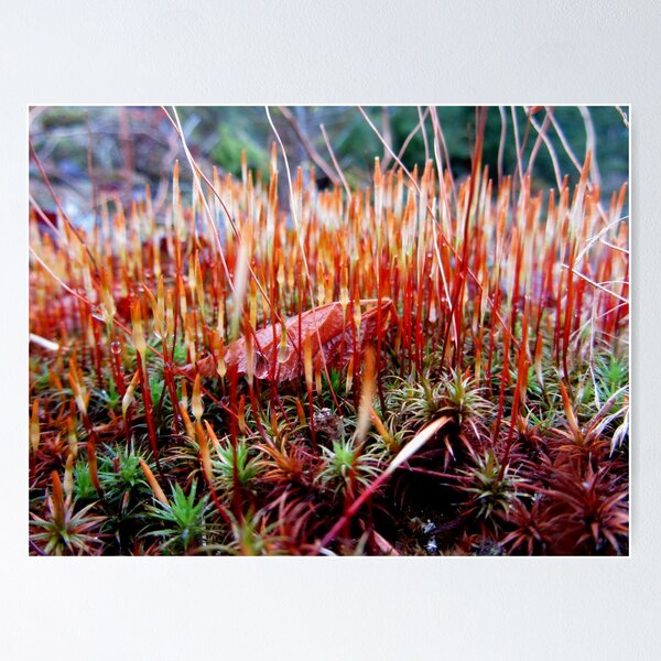 Item preview, Mossy Microcosm designed and sold by Wildwoosi.