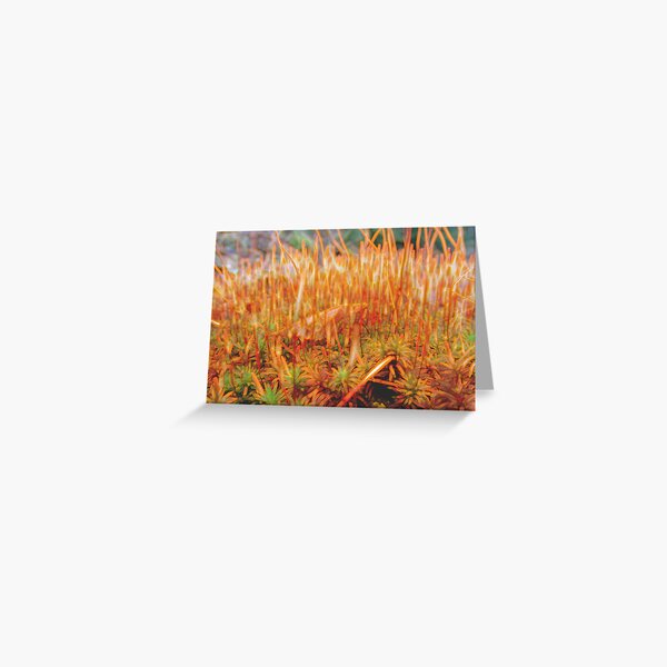 Item preview, Orange Fireworks - Mossy Microcosm Triptych #2 designed and sold by Wildwoosi.