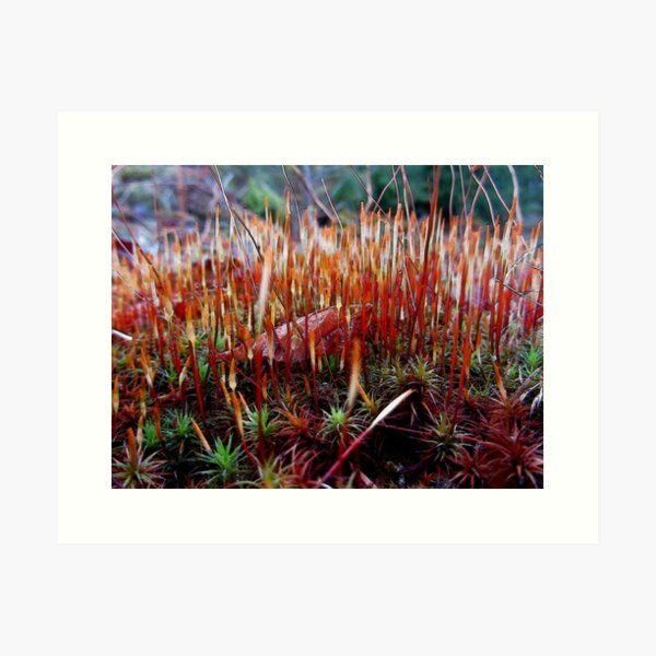 Item preview, Bursting with LIfe - Mossy Microcosm Triptych #1  designed and sold by Wildwoosi.