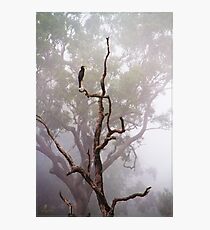 The Early Bird Photographic Print