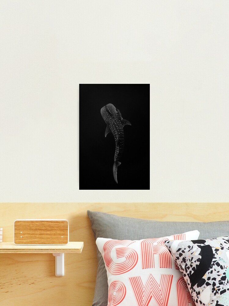 Thumbnail 2 of 3, Photographic Print, Whale Shark Portrait - Black and White designed and sold by Ollieunderwater.
