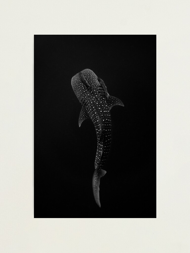 Thumbnail 1 of 3, Photographic Print, Whale Shark Portrait - Black and White designed and sold by Ollieunderwater.