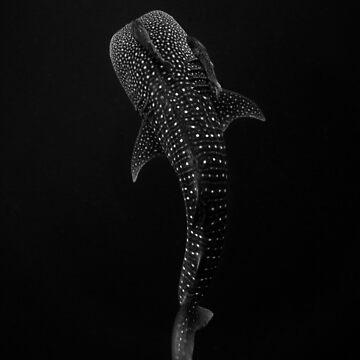 Artwork thumbnail, Whale Shark Portrait - Black and White by Ollieunderwater