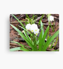 PRIMAVERA 11 Canvas Print
