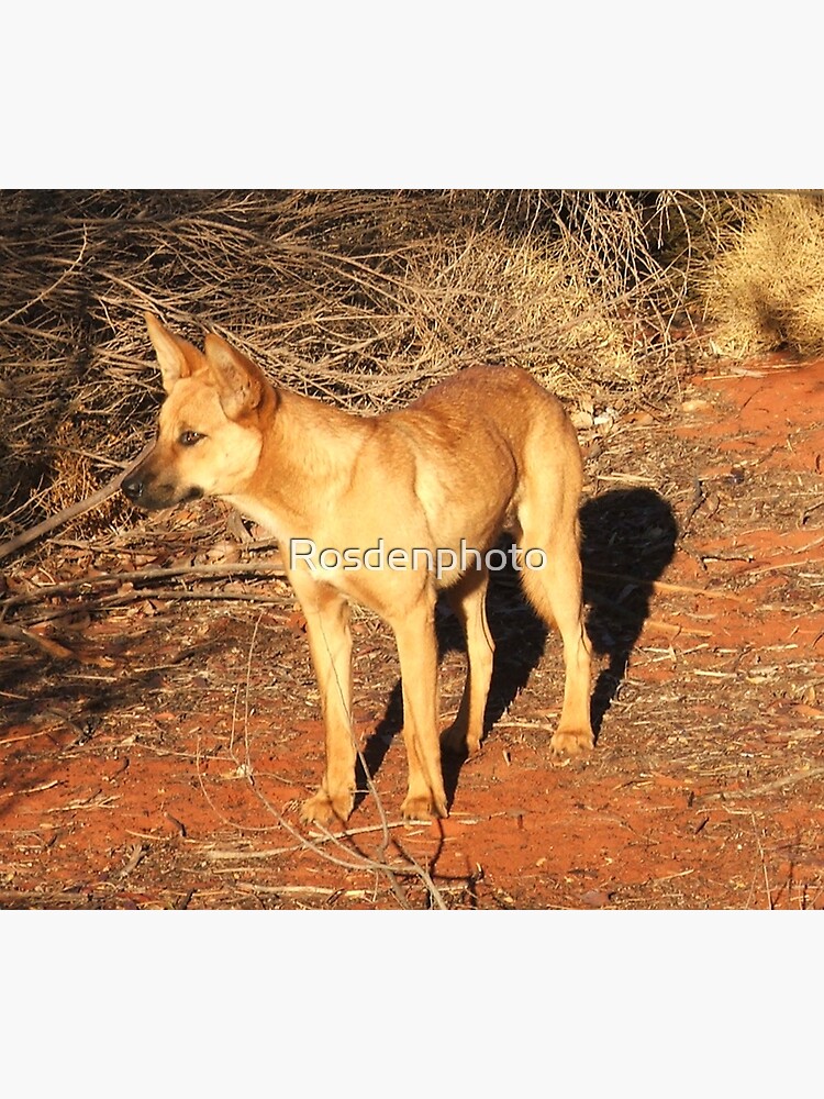 "Ringo the Dingo" Poster by Rosdenphoto Redbubble