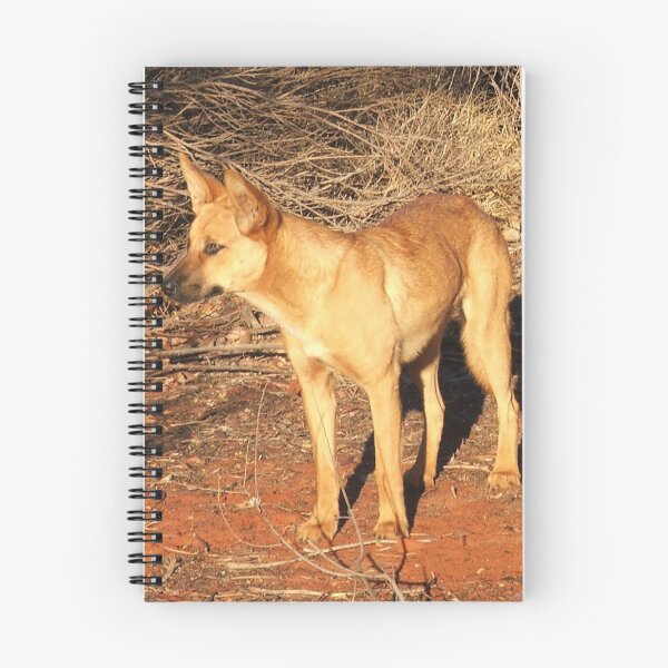 Item preview, Ringo the Dingo designed and sold by Rosdenphoto.