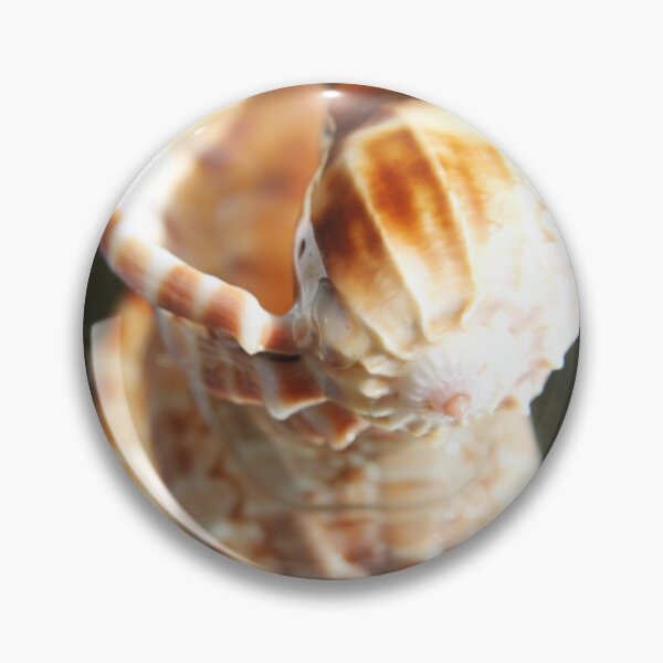 Item preview, Spiral ribbed harp ocean predatory snail shell	 designed and sold by EstelleRossetti.