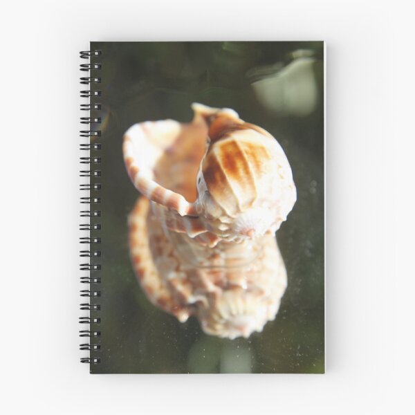 Item preview, Spiral ribbed harp ocean predatory snail shell	 designed and sold by EstelleRossetti.