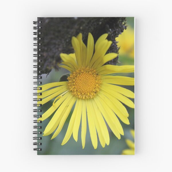 Item preview, Yellow spring flower doronicum orientale	 designed and sold by EstelleRossetti.