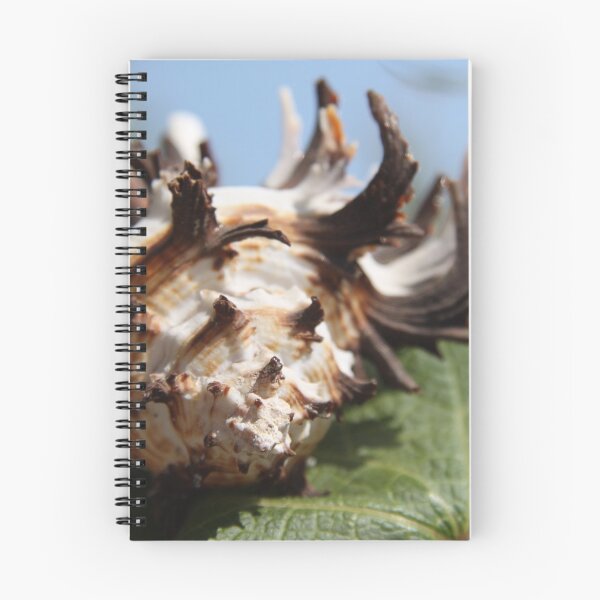 Item preview, Brown and white murex ocean empty spiky shell	 designed and sold by EstelleRossetti.