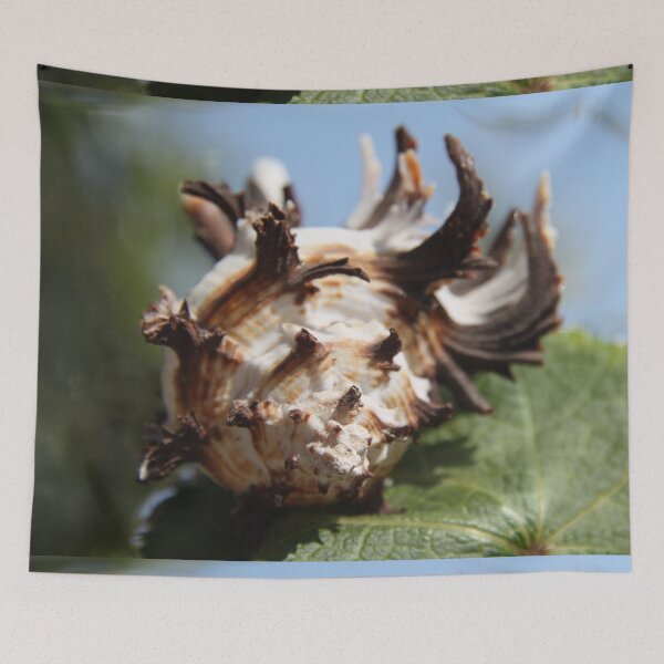 Item preview, Brown and white murex ocean empty spiky shell designed and sold by EstelleRossetti.