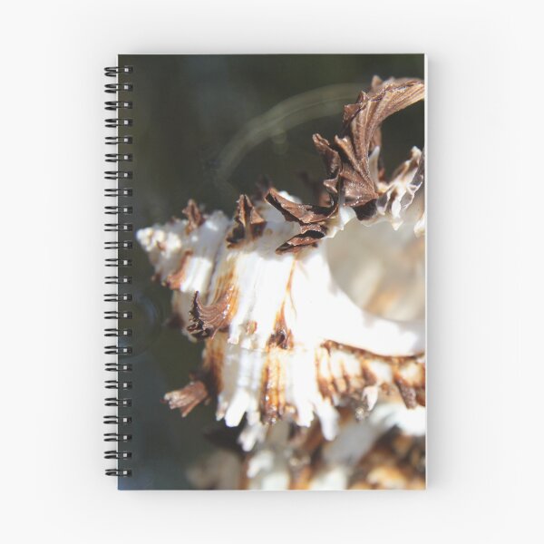 Item preview, Brown and white murex ocean empty spiky shell	 designed and sold by EstelleRossetti.