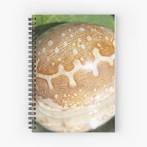 Item preview, Pacific shell designed and sold by EstelleRossetti.