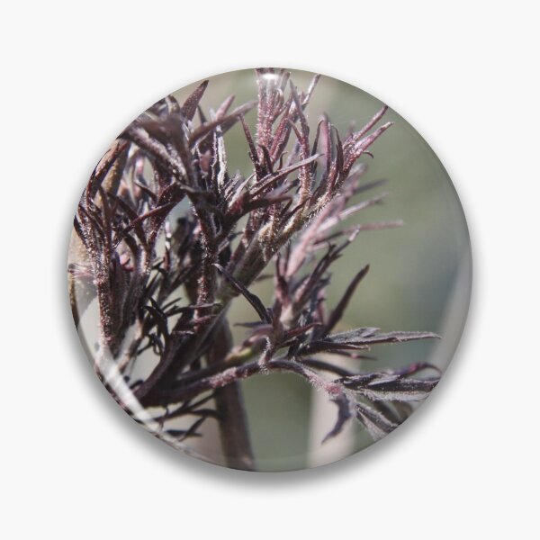 Item preview, Sambucus back beauty purple elderberry	 designed and sold by EstelleRossetti.