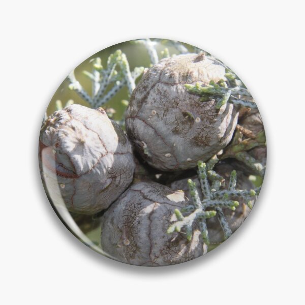 Artikelvorschau, Leyland cypress tree balls seeds and needles entworfen und verkauft von EstelleRossetti.