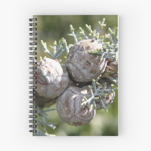 Artikelvorschau, Leyland cypress tree balls seeds and needles entworfen und verkauft von EstelleRossetti.