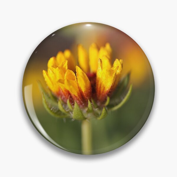Item preview, Gaillardia Bud designed and sold by Joy Watson - Natural Light Photography .