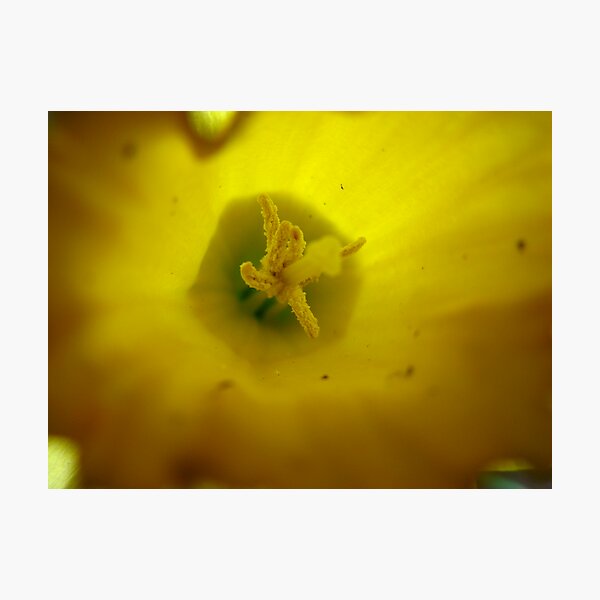 Daffodil Photographic Print