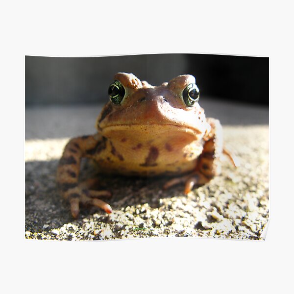 American Toad #3 Poster