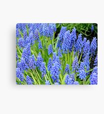 Grape Hyacinths Leinwanddruck