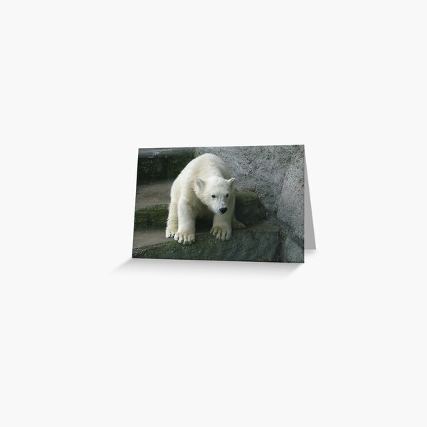 Polar Bear Cub Greeting Card