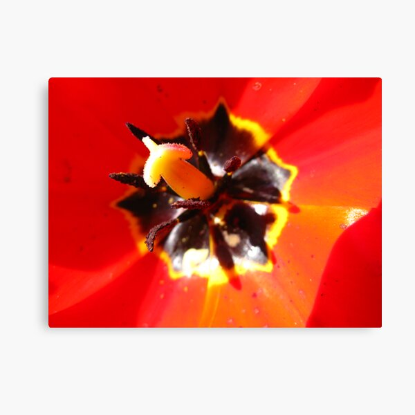 Tulip #2 Canvas Print