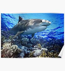 TIGER SHARK Galeocerdo cuvier (POSTER VERSION) Poster