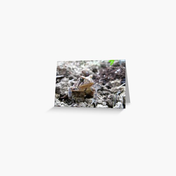 American Toad #2 Greeting Card