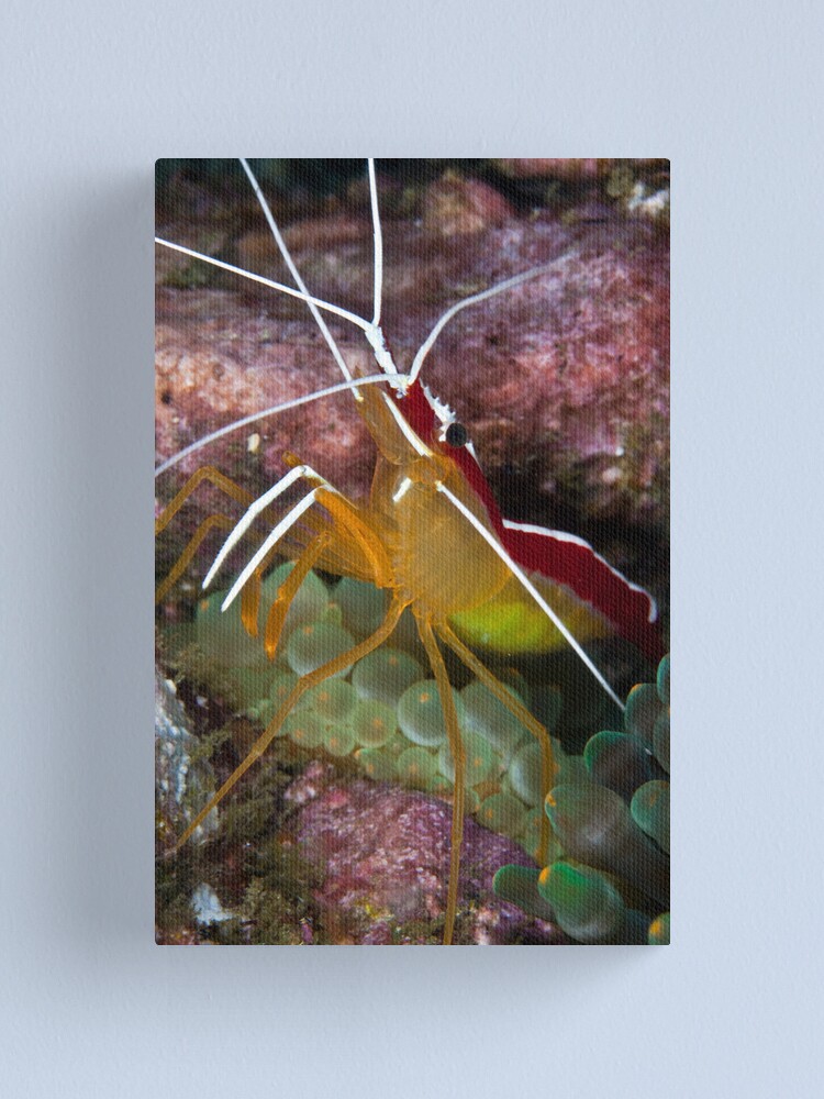 Alternate view of Whiskers Canvas Print