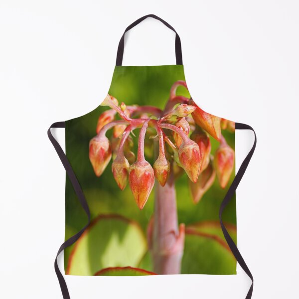 Item preview, Succulent Cotyledon Macrantha designed and sold by Joy Watson - Natural Light Photography .