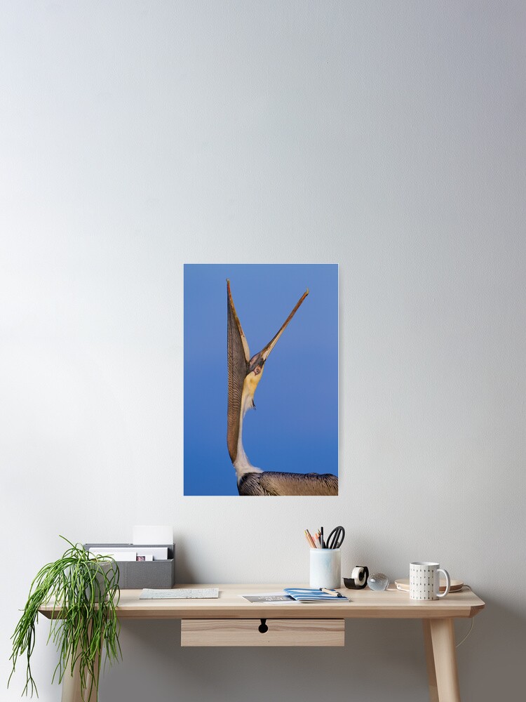 Thumbnail 2 of 3, Poster, Pelican Stretch designed and sold by WorldDesign.
