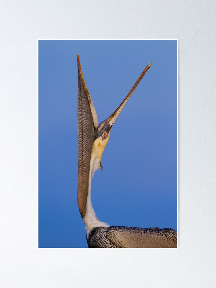 Thumbnail 1 of 3, Poster, Pelican Stretch designed and sold by WorldDesign.