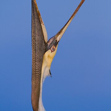Artwork thumbnail, Pelican Stretch by WorldDesign