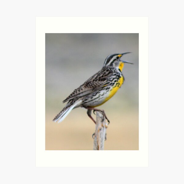 Lonely Meadowlark Art Print