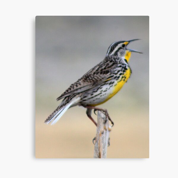 Lonely Meadowlark Canvas Print