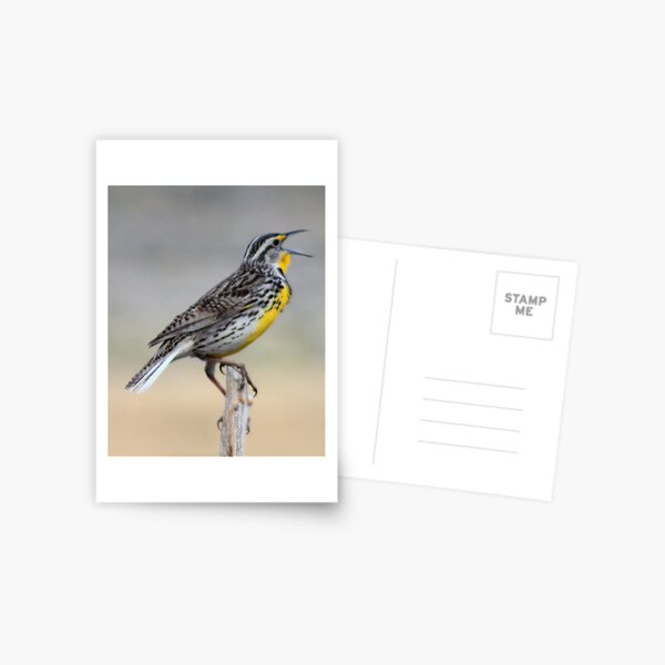 Lonely Meadowlark Postcard