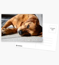 Molson Postcards