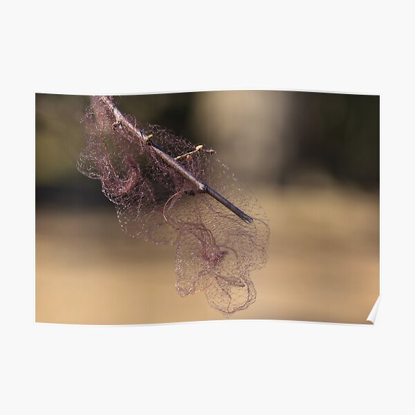 Spring Net Poster
