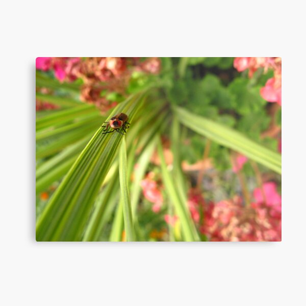 Lightning Bug Metal Print