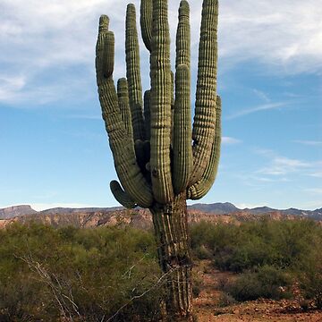 Artwork thumbnail, Cactus by JoeySkamel