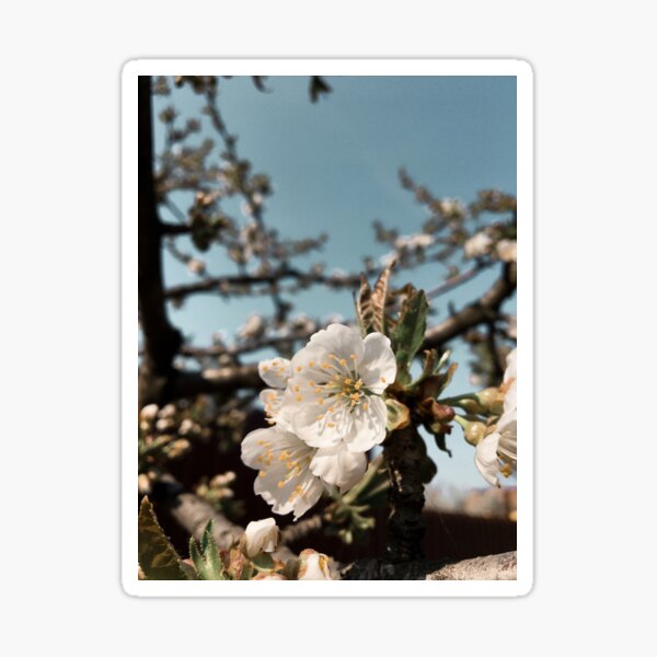 Apple Flowers Sticker