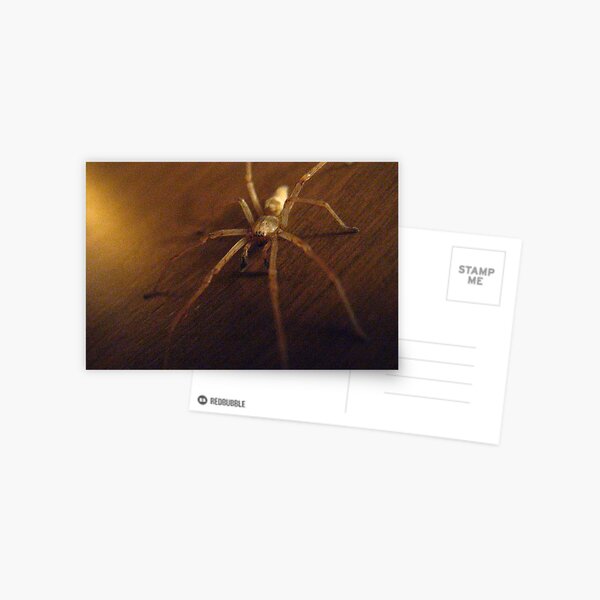 Wolf Spider #2 Postcard