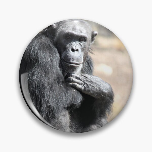 Item preview, Chimpanzee Monarto Zoo  designed and sold by Linda  Hammond.