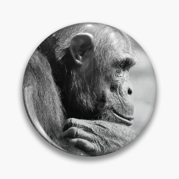 Item preview, Chimpanzee Monarto Zoo designed and sold by Linda Hammond.